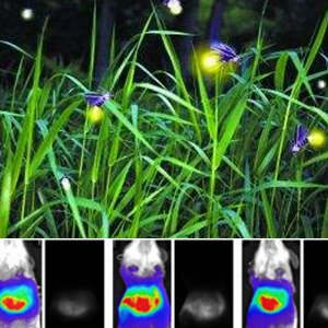 zwei Luciferase Systeme für hohe Helligkeit zweifarbig Biolumineszenz-Bildgebung